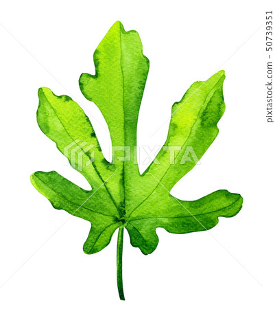 Watercolor figs leaf isolated on white background Watercolor figs leaf isolated on white background 50739351