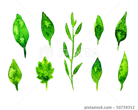 Watercolor green leaves set isolated on white Watercolor green leaves set isolated on white 50739352