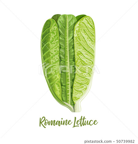 Fresh green Romaine Lettuce Lactuca sativa, cos 50739982