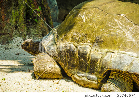 放鬆在海灘的巨型草龜 50740674