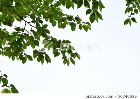 天空背景葉子 50740689