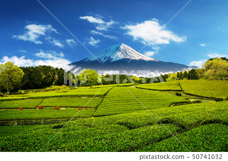 Tea plantation on the back overlooking Mount Fuji  50741032