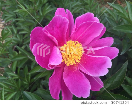 Peony root Peony root 50741204