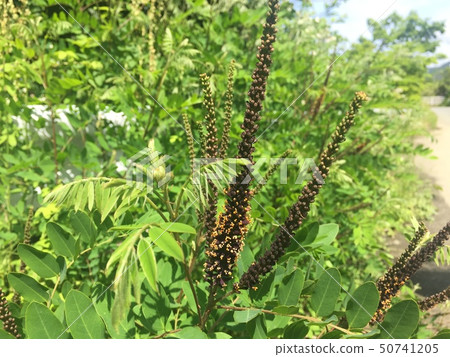 Itachihagi Itachihagi 50741205