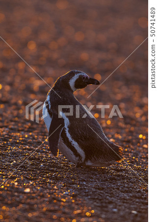 Magellanic penguin on beach. 50741489