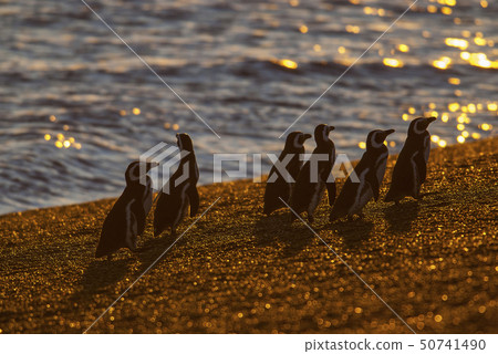 Magellanic penguin on beach. 50741490