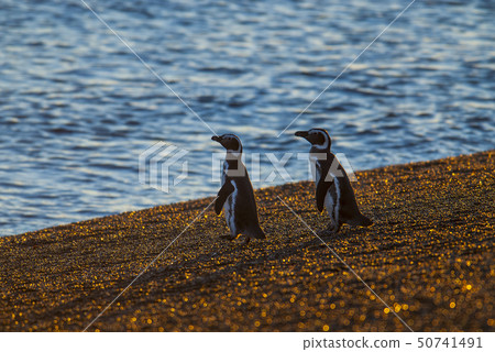 Magellanic penguin on beach. 50741491