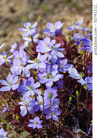 與美麗的淺紫色的花和紅棕色葉子的杜娟花花 50741511