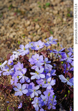 Azalea flower with beautiful light purple flowers and reddish brown leaves 50741514