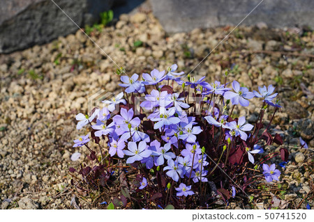Azalea flower with beautiful light purple flowers and reddish brown leaves Azalea flower with beautiful light purple flowers and reddish brown leaves 50741520