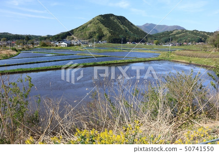 信州水稻種植 信州水稻種植 50741550