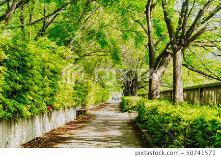 Fresh green walking path 50741571