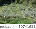 Shinshu terraced apple 50741633