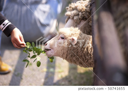 A man who feeds sheep 50741655
