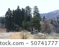 Shinshu's Asunaro 50741777