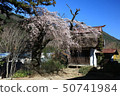 Shinmu Hoshi's cherry blossoms 50741984