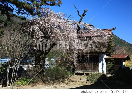 Shinmu Hoshi的櫻花 50741984