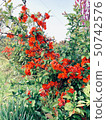 紅花2 50742576