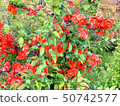 紅花	 50742577
