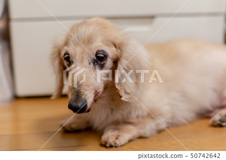 高級達克斯 高級達克斯 50742642