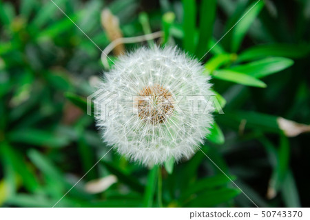  蒲公英 50743370