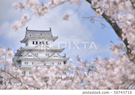世界遺產國家寶藏姬路城堡櫻花 50743718