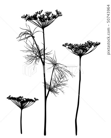 Dill silhouette isolated on white. Dill silhouette isolated on white. 50743964