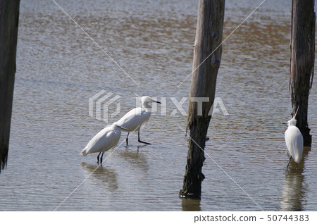 Kosagi in the Wild Bird Reserve (Sanctuary) Kosagi in the Wild Bird Reserve (Sanctuary) 50744383