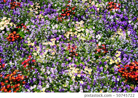 Colorful flower bed 50745722