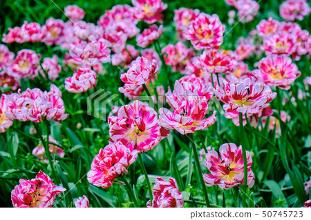 Pink tulips in flower bed 50745723