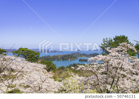 Matsushima Japan Three Scenic Spots Nishigyu no Matsu Park Cherry blossoms 2019 Matsushima Japan Three Scenic Spots Nishigyu no Matsu Park Cherry blossoms 2019 50746131