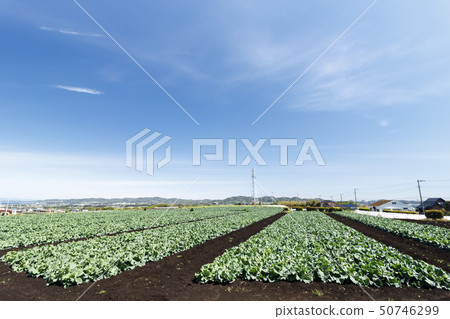 Field (spring) 50746299