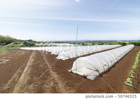 Field (spring) Field (spring) 50746325