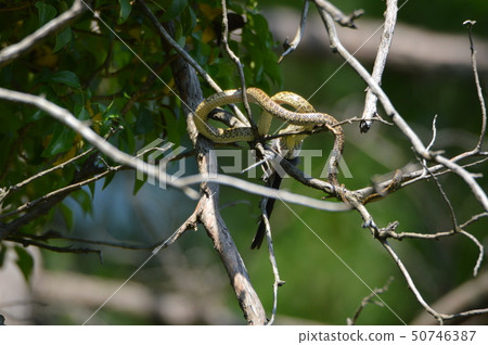 "Ao Daisho Show" that swallows birds on trees (Tachikawa Park / Tachikawa City, Tokyo) "Ao Daisho Show" that swallows birds on trees (Tachikawa Park / Tachikawa City, Tokyo) 50746387