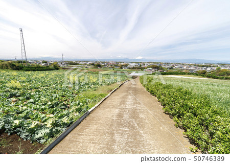 Field (spring) 50746389