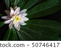 beautiful white flowers on a black background 50746417