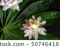 beautiful white flowers on a black background 50746418