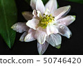 beautiful white flowers on a black background 50746420
