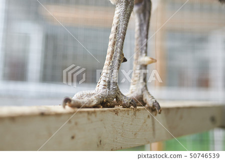 Peacock paws on a wooden crossbar  50746539