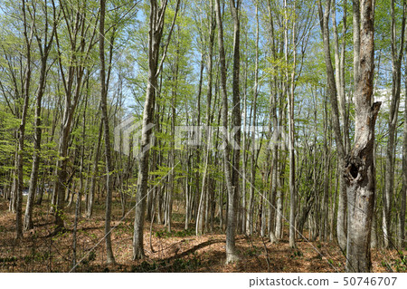 Wakaba beech forest-Aoi Shazawa forest road Yami town, Fukushima prefecture Wakaba beech forest-Aoi Shazawa forest road Yami town, Fukushima prefecture 50746707