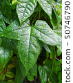 leaves of baby jackfruit 50746790