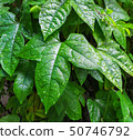 leaves of baby jackfruit 50746792