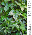leaves of baby jackfruit 50746794