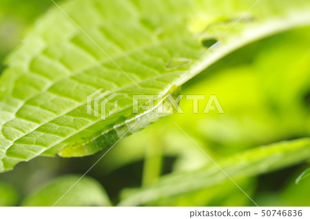 Green caterpillar eating hydrangea leaves 50746836