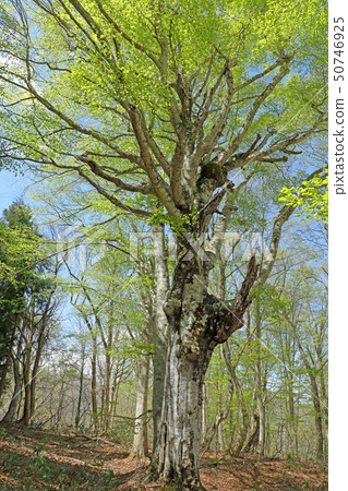 福島縣亞米鎮Beech Oki-Sasazawa Forest Road的Wakaha 福島縣亞米鎮Beech Oki-Sasazawa Forest Road的Wakaha 50746925