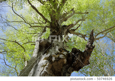 福島縣亞米鎮Beech Oki-Sasazawa Forest Road的Wakaha 福島縣亞米鎮Beech Oki-Sasazawa Forest Road的Wakaha 50746926
