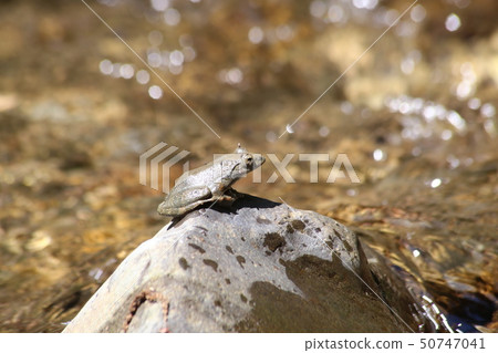 Red-headed frog 50747041