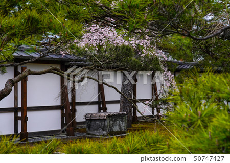京都皇宮（京都皇宮）以及櫻花和松樹 50747427