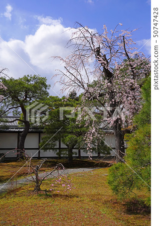京都皇宮(京都皇宮)櫻花和松樹 京都皇宮(京都皇宮)櫻花和松樹 50747428