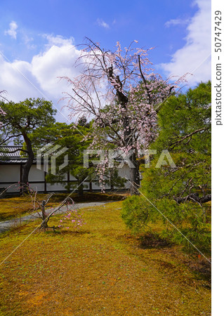 京都皇宮（京都皇宮）櫻花和松樹 50747429